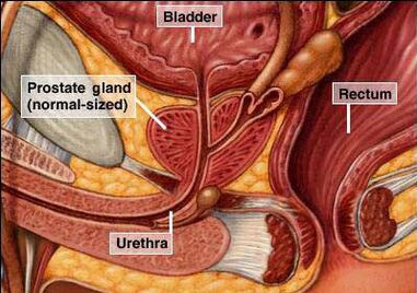 Lage der Prostata im männlichen Körper.